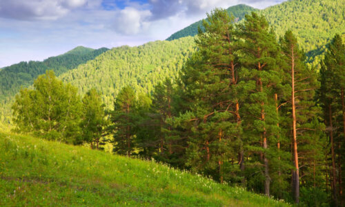 Klinická prax v gynekológii. Rovnováha v každom cykle: od puberty po zrelosť